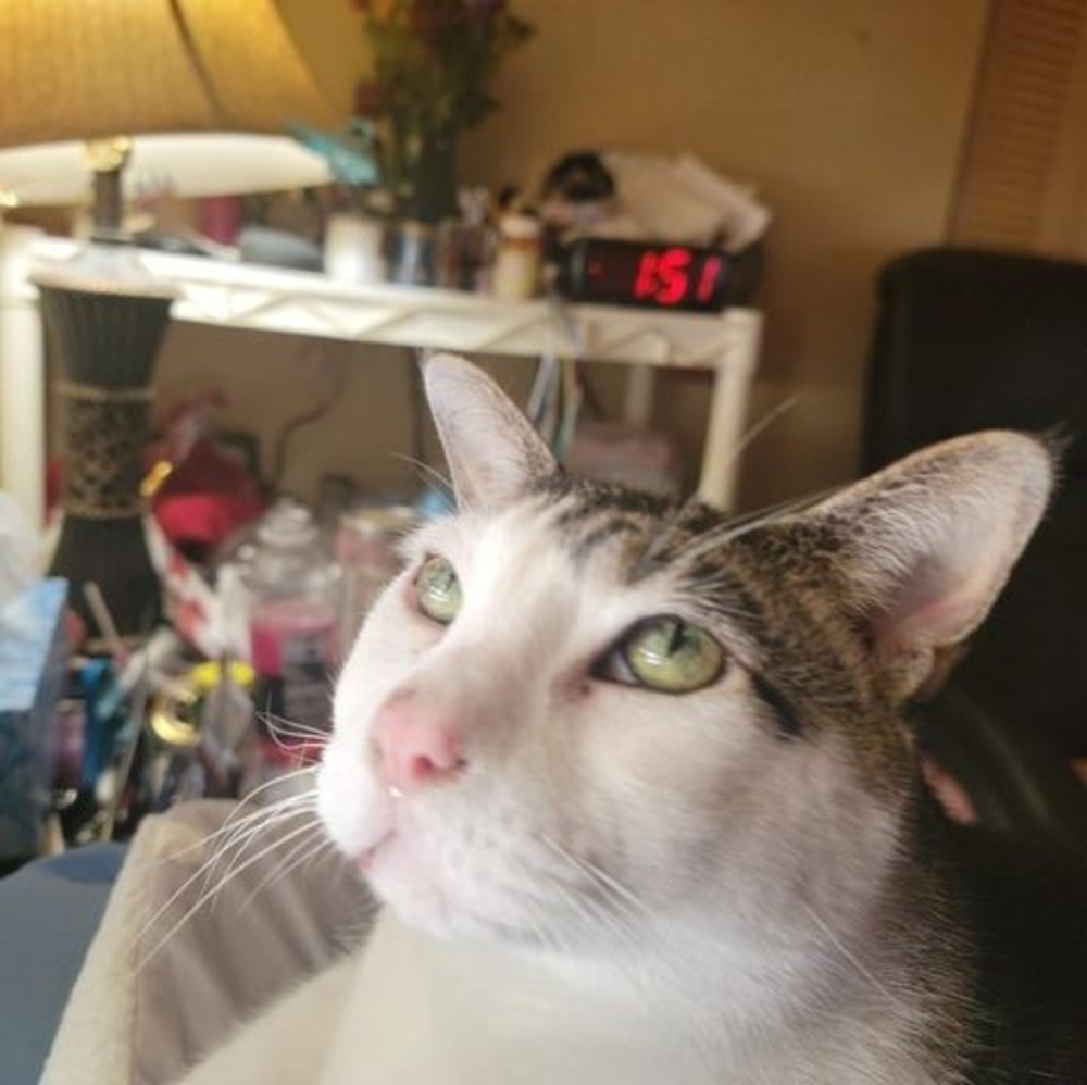 Meet your Posher, Sheila